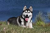 SIBERIAN HUSKY 520